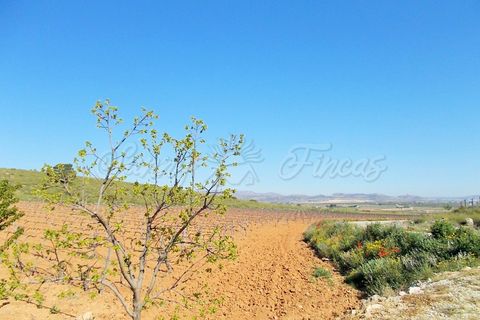 Farm hus i Yecla, Murcia, Yecla - € 410.000 | Ref: SF0064 - foto 16